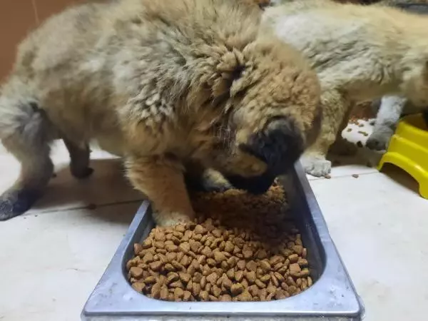 Donmak üzere olan 63 yavru köpek kurtarıldı