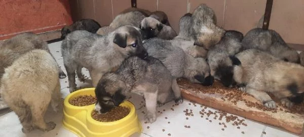 Donmak üzere olan 63 yavru köpek kurtarıldı