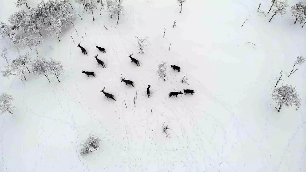 Türkiye'nin ilk fauna tanıtım alanındaki yaban hayvanlarına yem bırakıldı