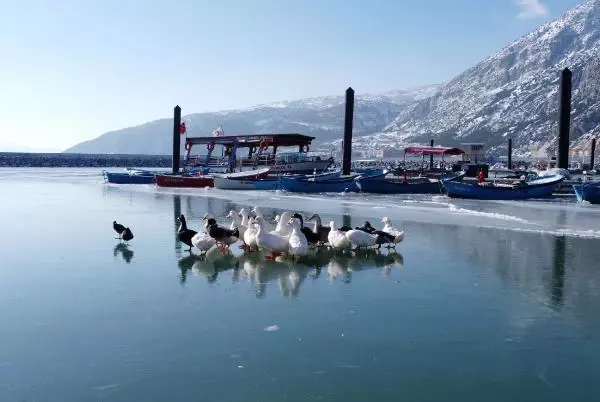 Son dakika haber | EĞİRDİR GÖLÜ'NDE BUZ TABAKASINDAKİ ÖRDEKLER HAVADAN GÖRÜNTÜLENDİ