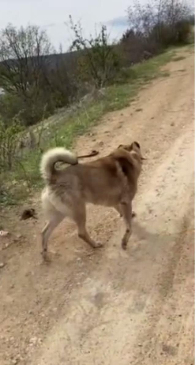 Annesi kurt, babası kangal! Zincirlerinden kurtulup doğaya salındı, ilk işi karşısına çıkan yılanı parçalamak oldu