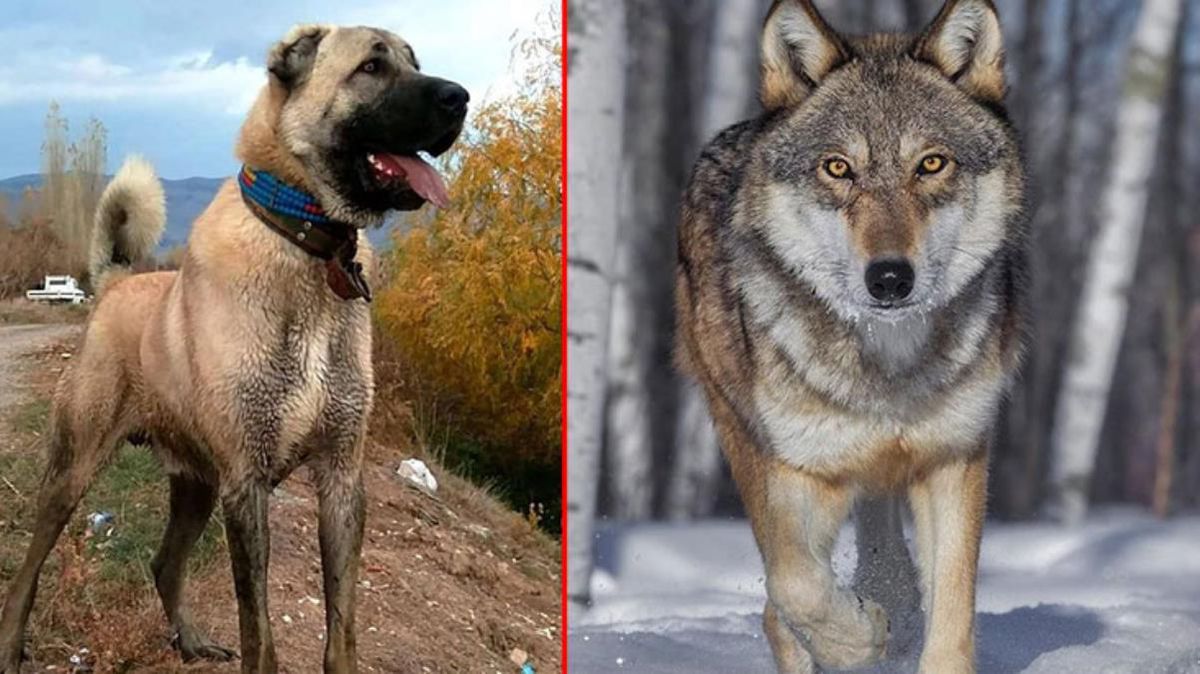 Annesi kurt, babası kangal! Zincirlerinden kurtulup doğaya salındı, ilk işi karşısına çıkan yılanı parçalamak oldu