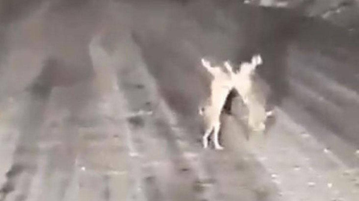 Kastamonu'da kavga eden tavşanlar gülümsetti: Kesin arazi kavgası