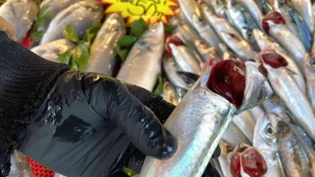 Deniz soğudu, balık bollaştı! Hamsinin kilosu 60 liradan 25 liraya düştü