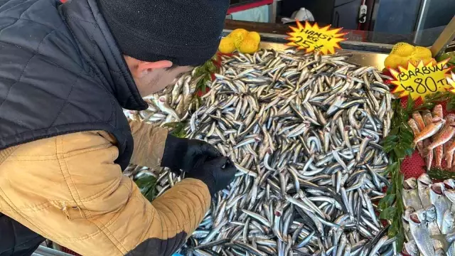 Deniz soğudu, balık bollaştı! Hamsinin kilosu 60 liradan 25 liraya düştü