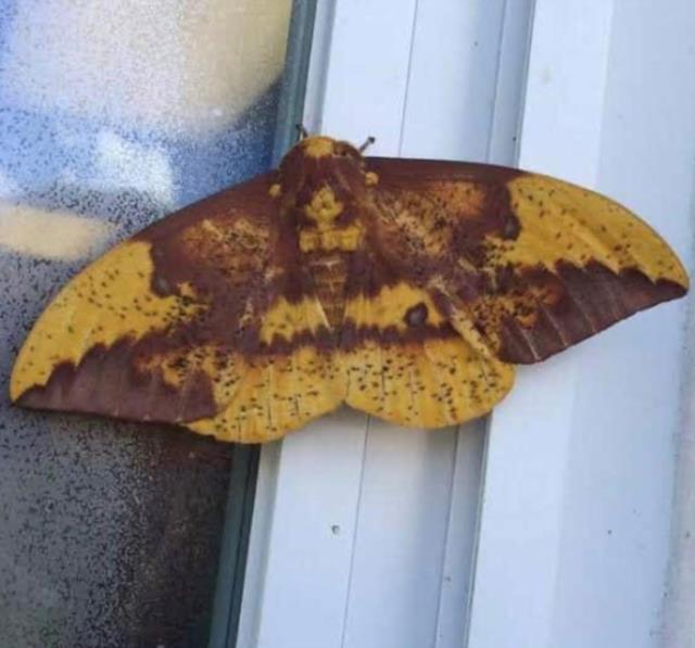 Evinin penceresine konan kelebekteki detayı fark edince, hayatının en büyük şokunu yaşadı