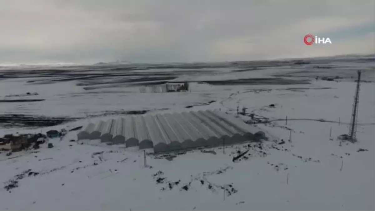 Eksi 30 derecede Hindistan cevizi kabuğunda 25 ton domates üretecekler