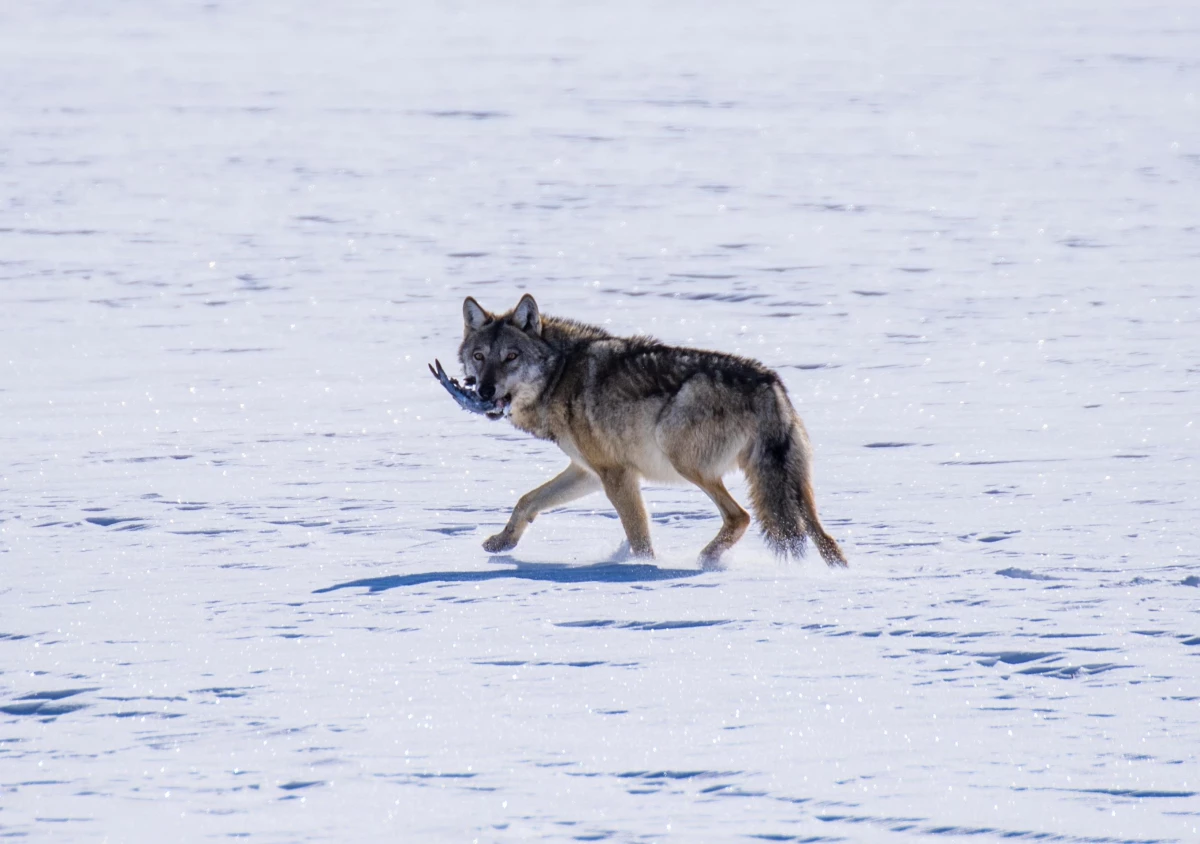 Kars'ta karlı arazide yiyecek arayan kurt görüntülendi