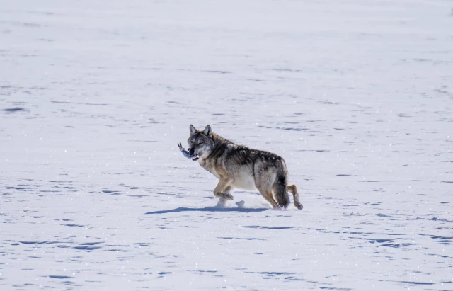 Kars'ta karlı arazide yiyecek arayan kurt görüntülendi