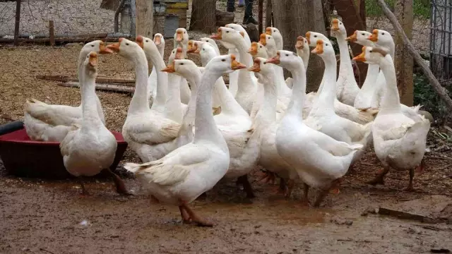 Hobi olarak başladığı işi ticarete dönüştürdü! Kazın başkenti Kars'a kaz satıyor