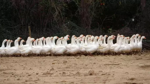 Hobi olarak başladığı işi ticarete dönüştürdü! Kazın başkenti Kars'a kaz satıyor