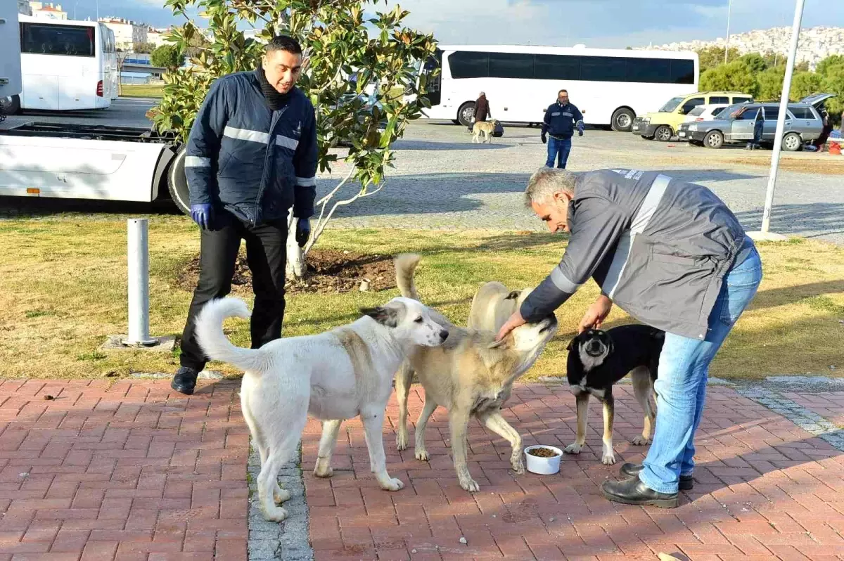 İzmir Büyükşehir, can dostlara mama dağıtımını arttırdı