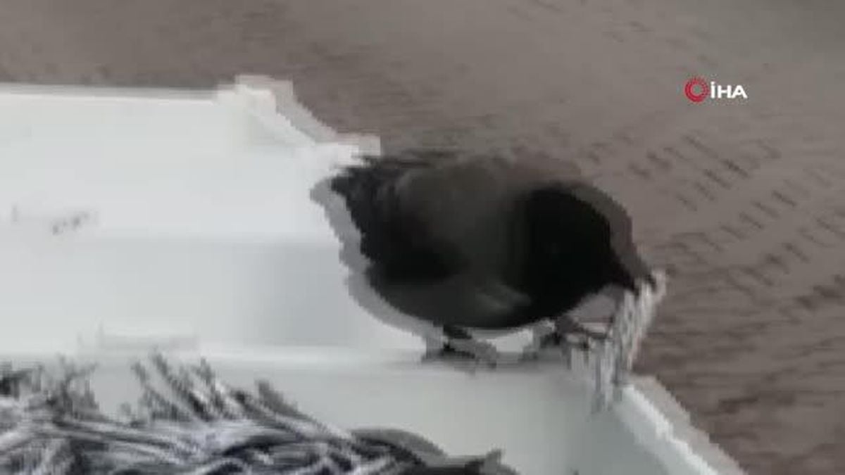 Son dakika haberleri | Karganın hamsi keyfi kamerada- Aç kalan karga tezgahtan hamsi aşırdı