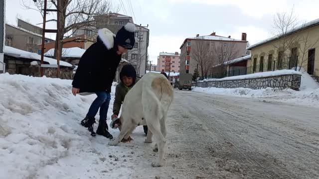 Sokakları dolaşan çocuklar can dostlar ı besledi