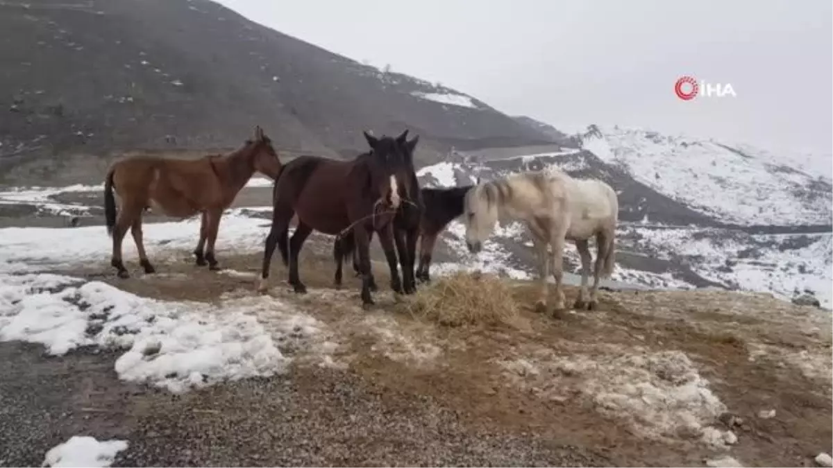 Donmak üzere olan atlara hayırsever vatandaş sahip çıktı