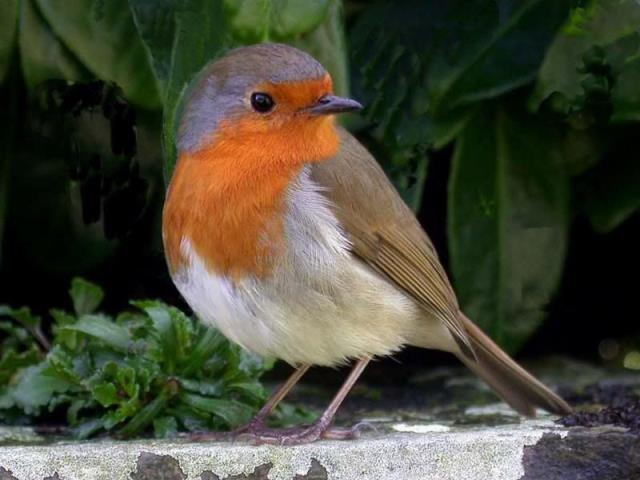 Göğsü kınalı serçenin ibretlik hikayesi! Okuyanların özgüveni katbekat artıyor Göğsü kınalı serçenin ibretlik hikayesi! Okuyanların özgüveni katbekat artıyor