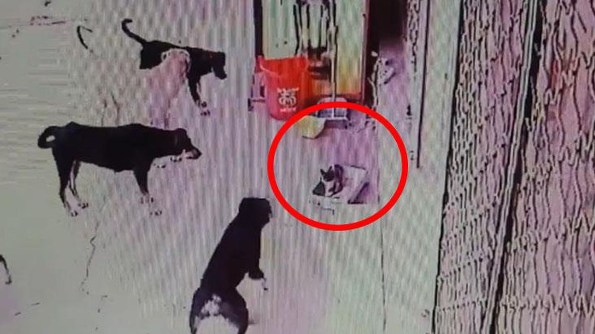 Sokak köpekleri, yavru kediyi paramparça etti! Korkunç anlar kameralarda