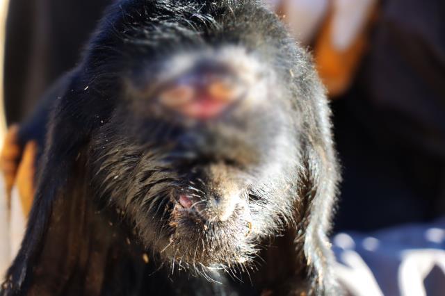 Türk çiftçi, yeni doğmuş oğlağın yüzüne bakınca şok yaşadı: Böylesini ilk kez gördüm