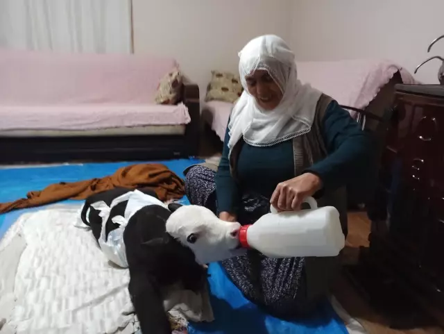KAHRAMANMARAŞ - Görme engelli buzağıya adeta bebek gibi bakılıyor