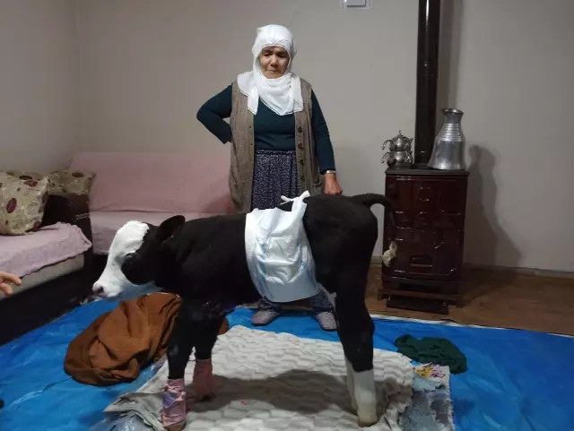 KAHRAMANMARAŞ - Görme engelli buzağıya adeta bebek gibi bakılıyor