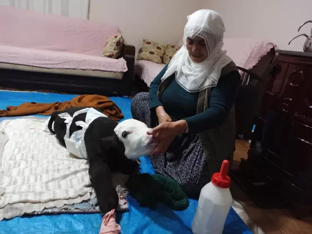 KAHRAMANMARAŞ - Görme engelli buzağıya adeta bebek gibi bakılıyor