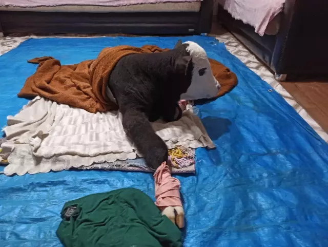 KAHRAMANMARAŞ - Görme engelli buzağıya adeta bebek gibi bakılıyor