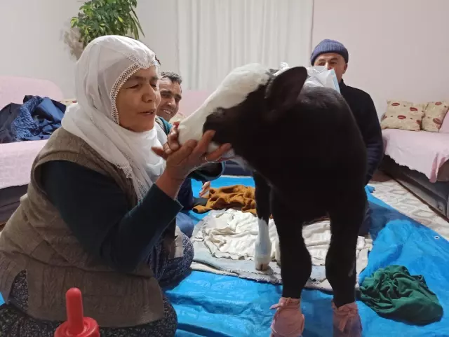 KAHRAMANMARAŞ - Görme engelli buzağıya adeta bebek gibi bakılıyor