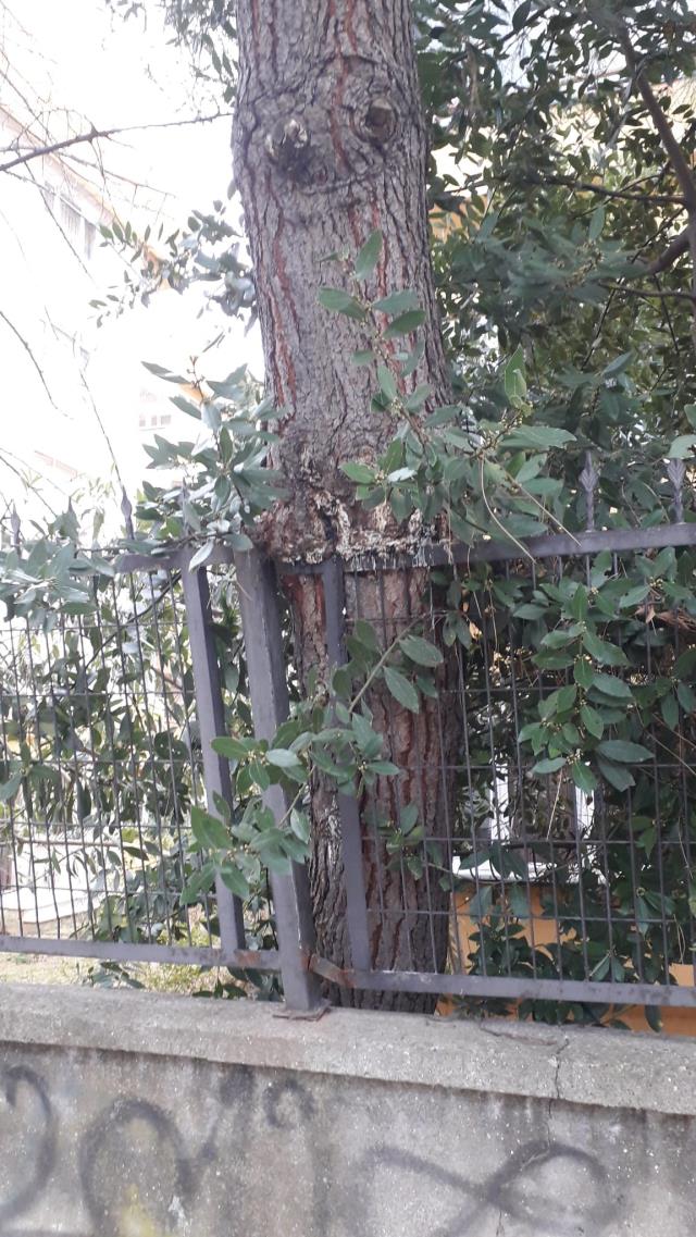 İstanbul'da korkutan manzara! Devrilmek üzere olan ağaç tehlike saçıyor
