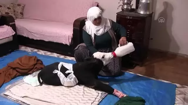 KAHRAMANMARAŞ - Görme engelli buzağıya adeta bebek gibi bakılıyor
