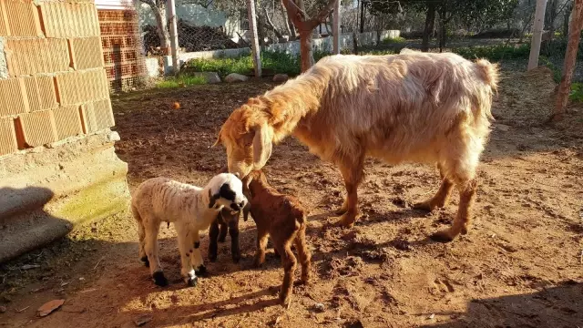 Koca köyü ayağa kaldıran olay! Herkes keçinin doğurduğu kuzuyu görmek için ahıra akın ediyor