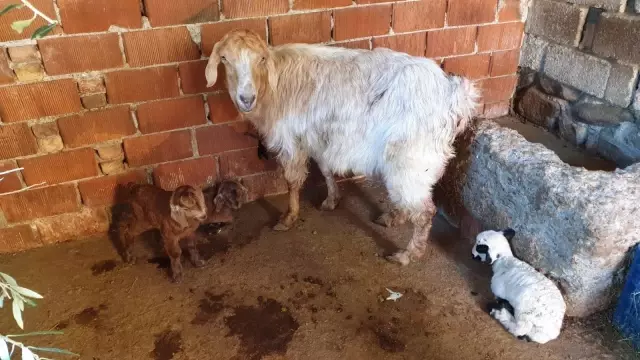 Koca köyü ayağa kaldıran olay! Herkes keçinin doğurduğu kuzuyu görmek için ahıra akın ediyor