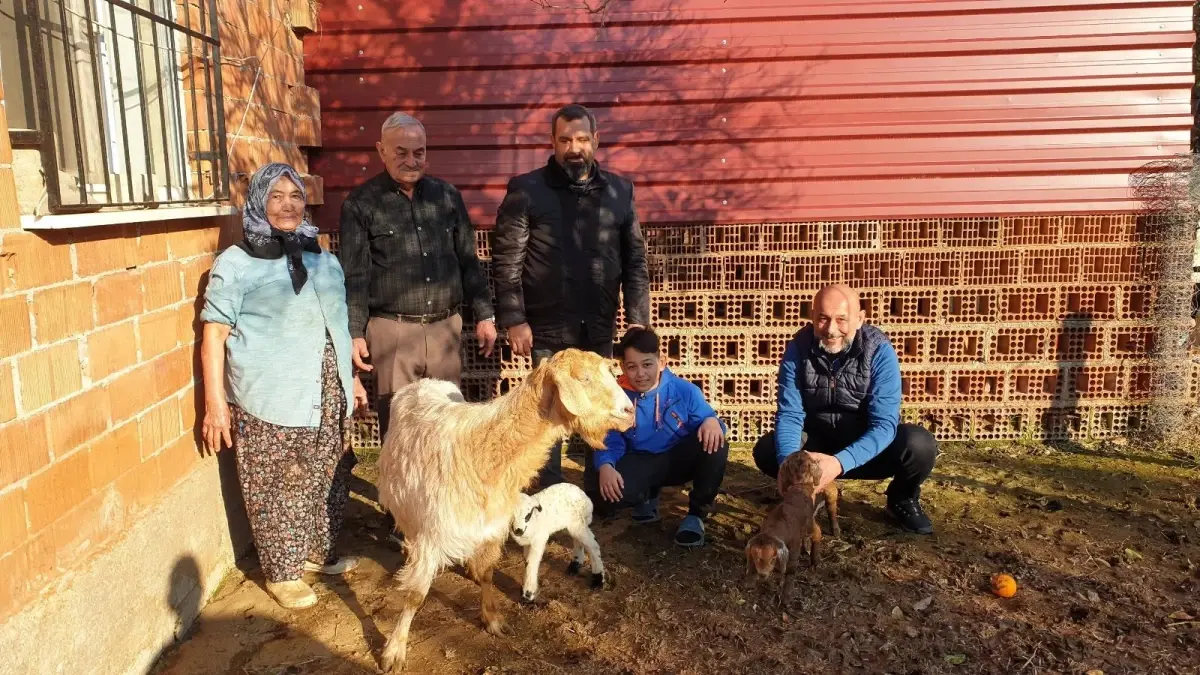 Keçi üçüz doğurdu, yavrulardan biri kuzu! Tüm köy görmek için ahıra akın ediyor