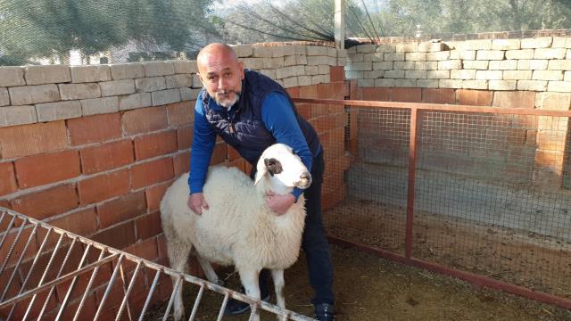 Koca köyü ayağa kaldıran olay! Herkes keçinin doğurduğu kuzuyu görmek için ahıra akın ediyor