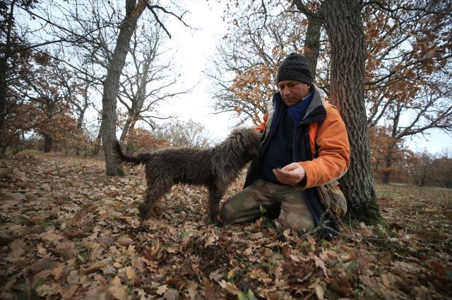 Özel eğitimli köpeklerle toplanan trüf mantarı ihraç ürünü oldu! Kilosunu 2.800 TL'ye yurt dışına satıyorlar
