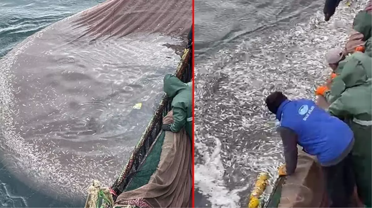 Yasal boyda olmayan 5 tona yakın istavriti denize geri bıraktı