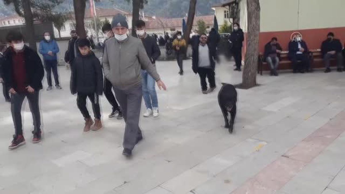 'Bali', sahibinin tabutunun başından ayrılmadı