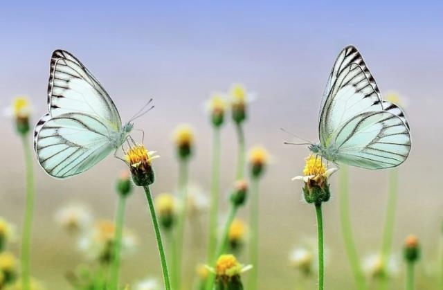 Cemre düştü mü? 2022 Cemre havaya, suya, toprağa düştü mü?