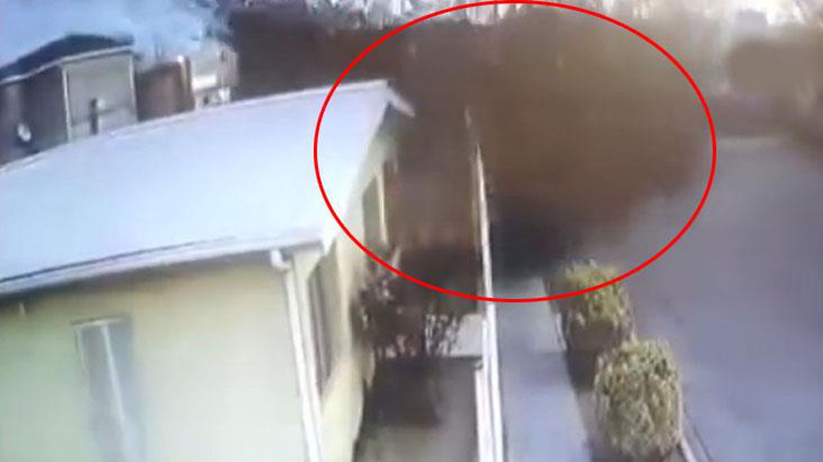 Esrarengiz olay kamerada! Kuş sürüsü mermi gibi yere çakıldı, onlarca kuş telef oldu