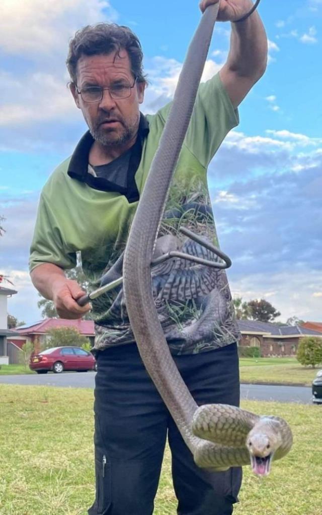 Görüntüsü bile korkunç! İşte dünyanın en zehirli yılanının yumurtası, kırılacağı gün bekleniyor