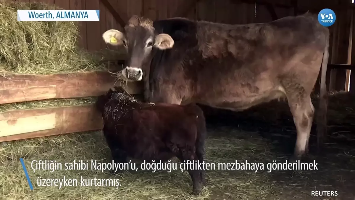Minyatür Boğa Mezbahadan Kurtarıldı