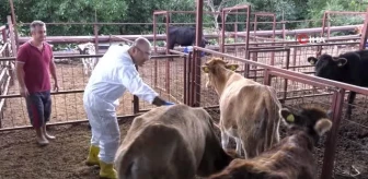 Konyaaltı Belediyesi, hayvancılıktaki uygulamalarıyla Türkiye'ye örnek oldu