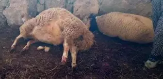 Koyunlar ağılda dehşeti yaşadı! Boyunları kırılınca çırpınarak can verdiler