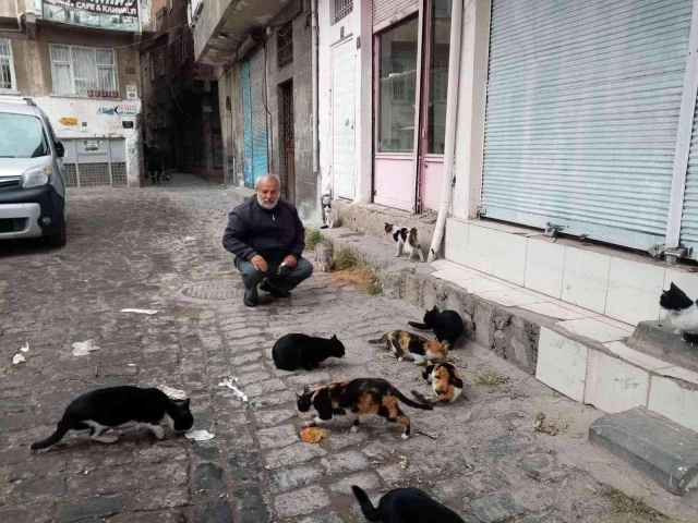 Diyarbakır'da sokak hayvanları için dernek kuruldu