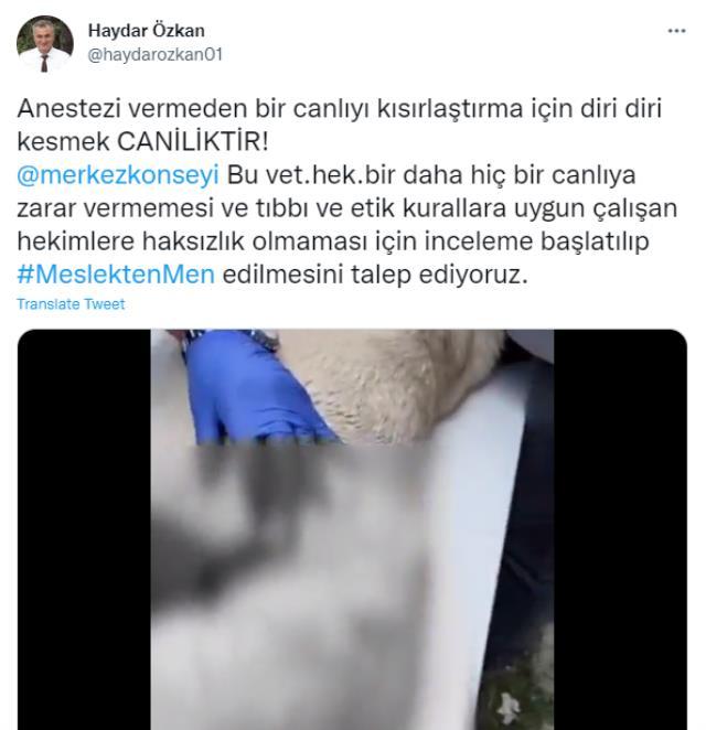 Sosyal medyayı ayağa kaldıran görüntüler! Veteriner hayvanı anestezisiz kısırlaştırdı