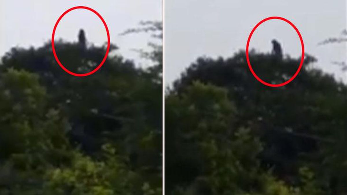 Ormana odun kesmeye giden köylü, ağaçların tepesinde ağlayan bir kadınla karşılaştı! Çektiği video tüyleri ürpertiyor