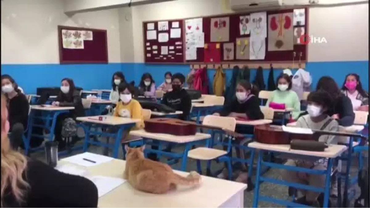 Sakin Şehir Köyceğiz'de kedi 'Limon' müzik derslerinin vazgeçilmezi oldu
