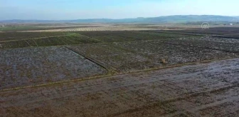 BALIKESİR - Gönen ve Manyas ovalarındaki çeltik tarlalarına 'bereket' yağdı