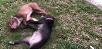 Çocuk parkında dehşet! Kendilerine saldıran Pitbull köpeklerini tabancayla öldürdüler