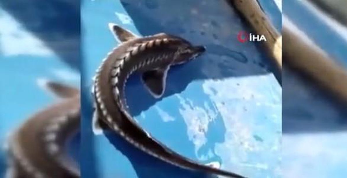 Sibirya Mersin balığı nedir, Sibirya Mersin balığı kaç TL