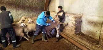 Kütahya'da anaç koyun keçi tespit ve aşılama çalışmaları